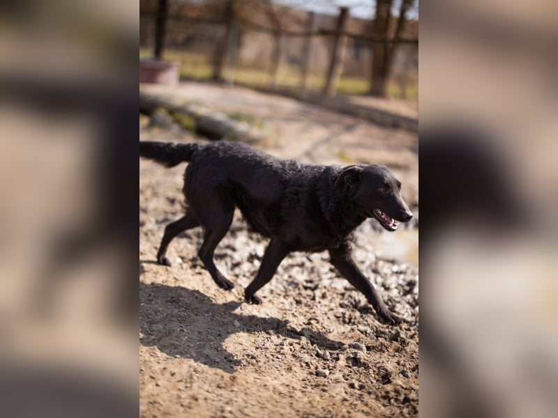 Kim ❤️ so sanfte, liebevolle Hundedame!