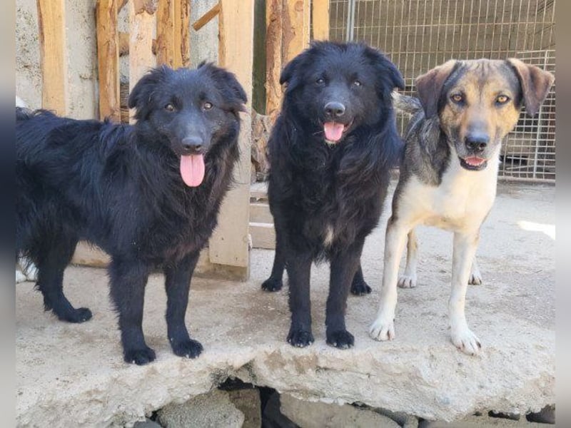 GORDI❤️liebes, verschmustes kroat. Schäferhund-Mix-Mädel