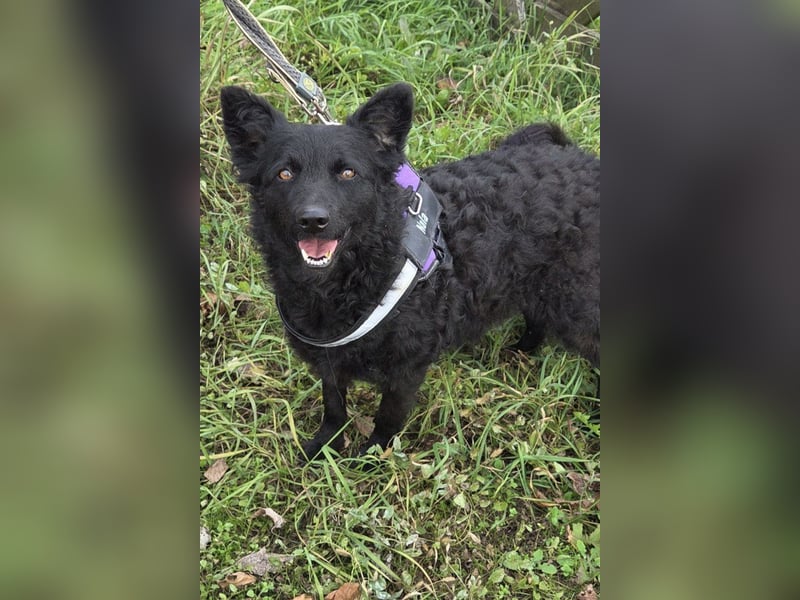 Fellschatz Milly liebt auch Katzen