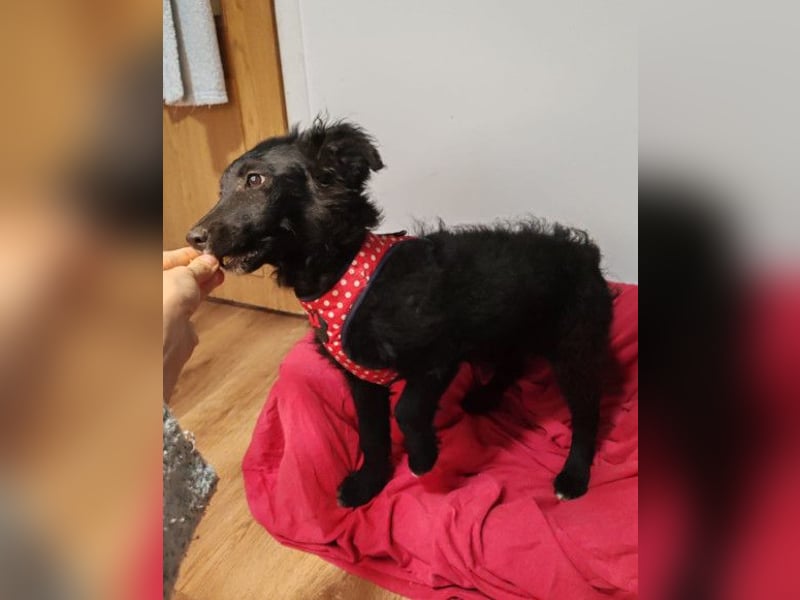 Bailey ❤️ verschmuste, liebe Kroat. Schäfi-Mix Fellnase