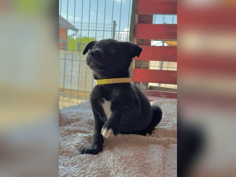 Lino ❤️ neugieriger, schmusiger Welpenbub