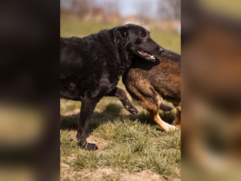 Kim ❤️ so sanfte, liebevolle Hundedame!