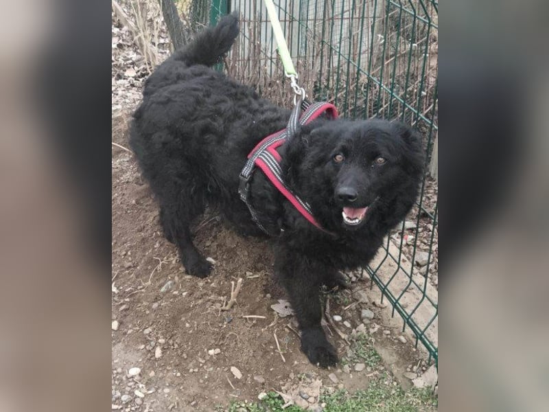 Fellschatz Milly liebt auch Katzen