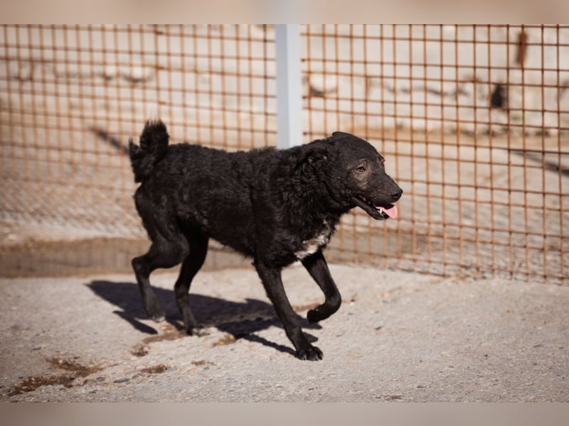 Archie ❤️ so froher, aktiver Kroat. Schäfi-Mix Bub