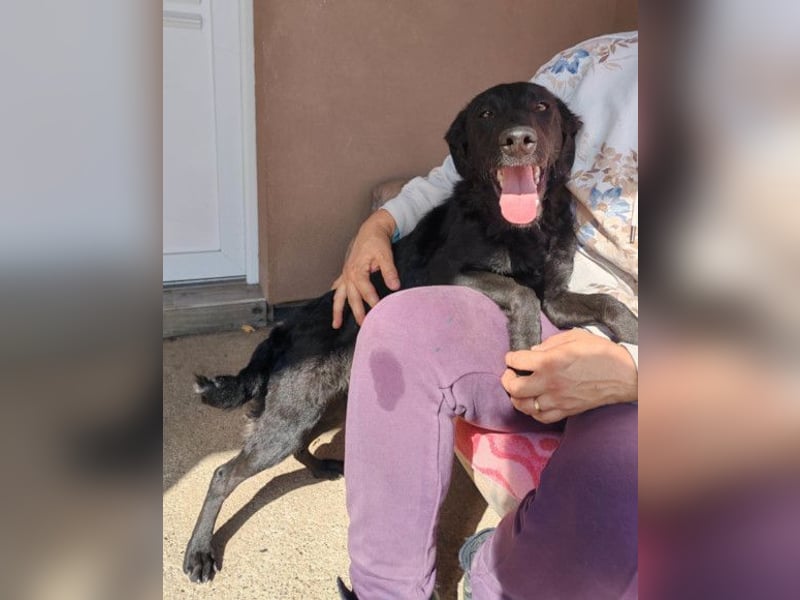 MILA❤️Labbi-Kroat.Schäferhündin-Mix: neugierig, klug & liebevoll