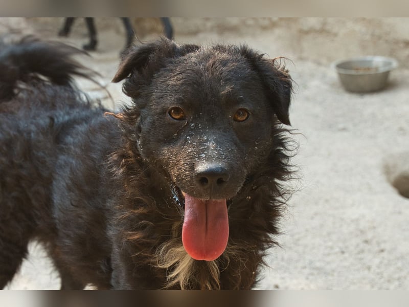 Flynn ❤️ offener, verspielter Kroat. Schäfi-Mix Rüde