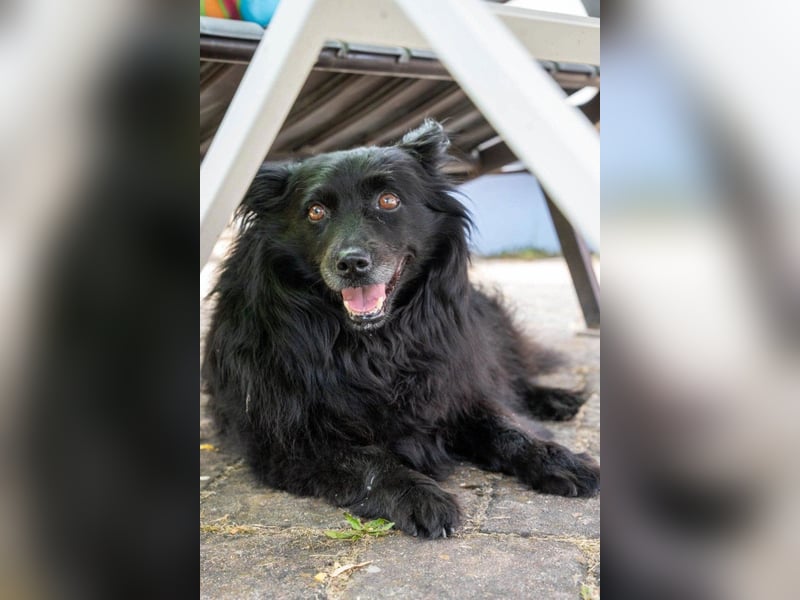 Klein ♥Daisy♥ erwartet dich bereits in 01640 Coswig