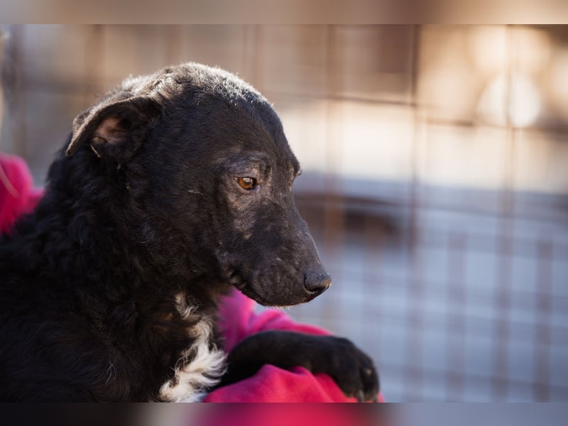 Archie ❤️ so froher, aktiver Hundebub