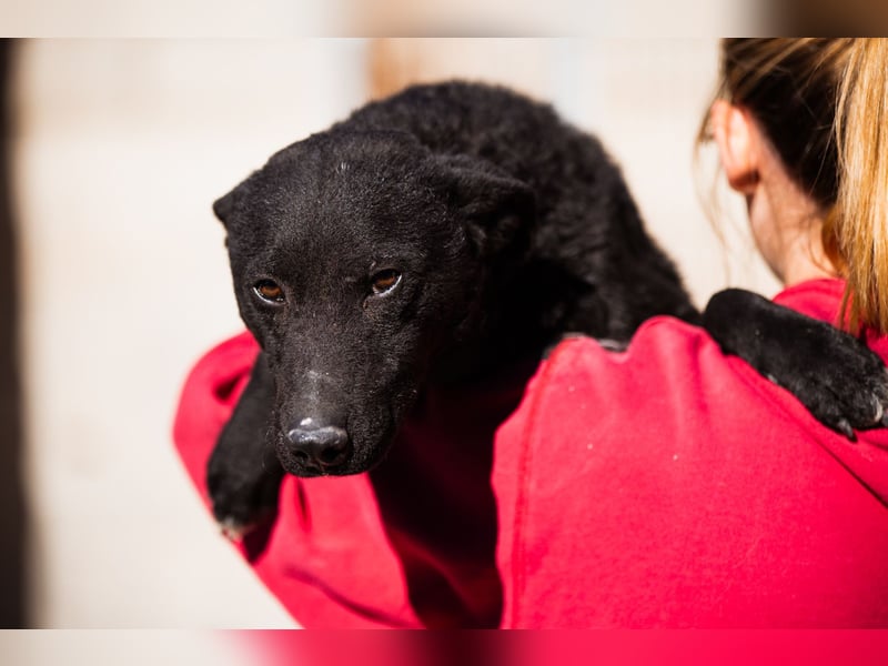 Felix ❤️ froher, süßer, aktiver Mix-Bub!