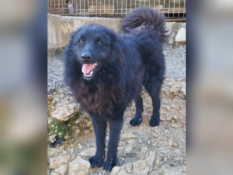 LENZI❤️unser kroat. Schäferhund-Mix-Rüde ist ein wahrer Sonnenschein!