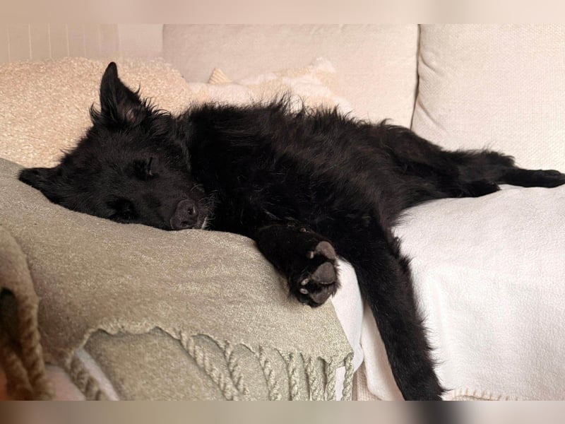 LENZI❤️sanfter Herzenshund wartet schon in 22559 Hamburg auf seine Für-Immer-Familie!