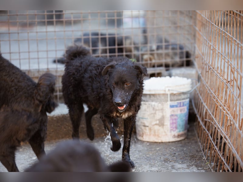 Flynn ❤️ offener, verspielter Kroat. Schäfi-Mix Rüde