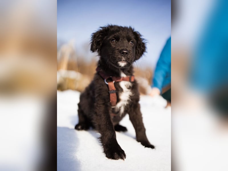 Frka ❤️ so fröhlicher, junger Hundebub!