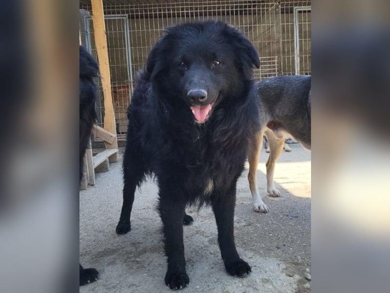 Duke ❤️ aktiver, verschmuster Kroat. Schäferhund-Mix-Rüde!