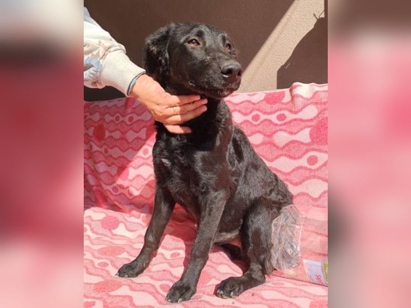 MILA❤️Labbi-Kroat.Schäferhündin-Mix: neugierig, klug & liebevoll MILA❤️Labbi-Kroat.Schäferhündin-Mix: neugierig, klug & liebevoll