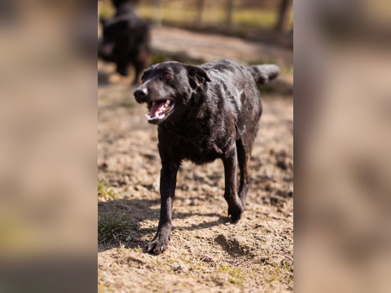 Kim ❤️ so sanfte, liebevolle Hundedame!