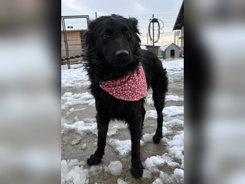 Ayla ❤️ liebe, sensible junge Hundedame