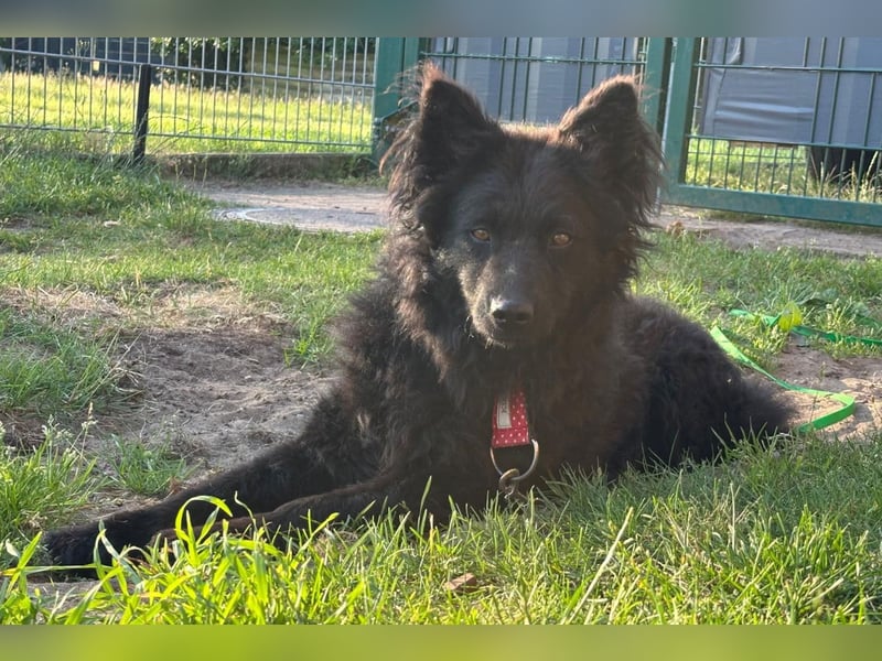 Ayla ❤️ liebe, sensible junge Hundedame