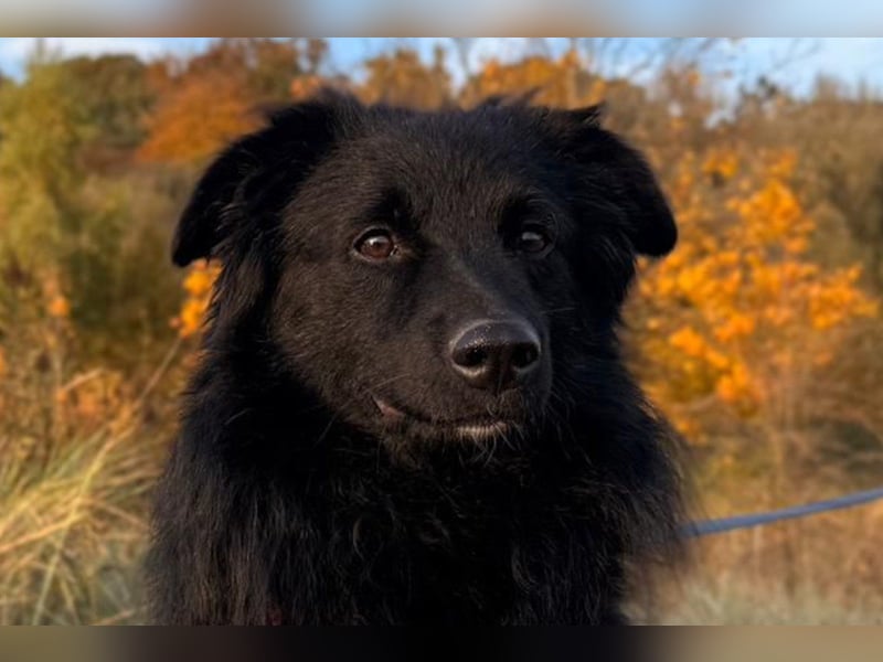 LENZI❤️sanfter Herzenshund wartet schon in 22559 Hamburg auf seine Für-Immer-Familie!
