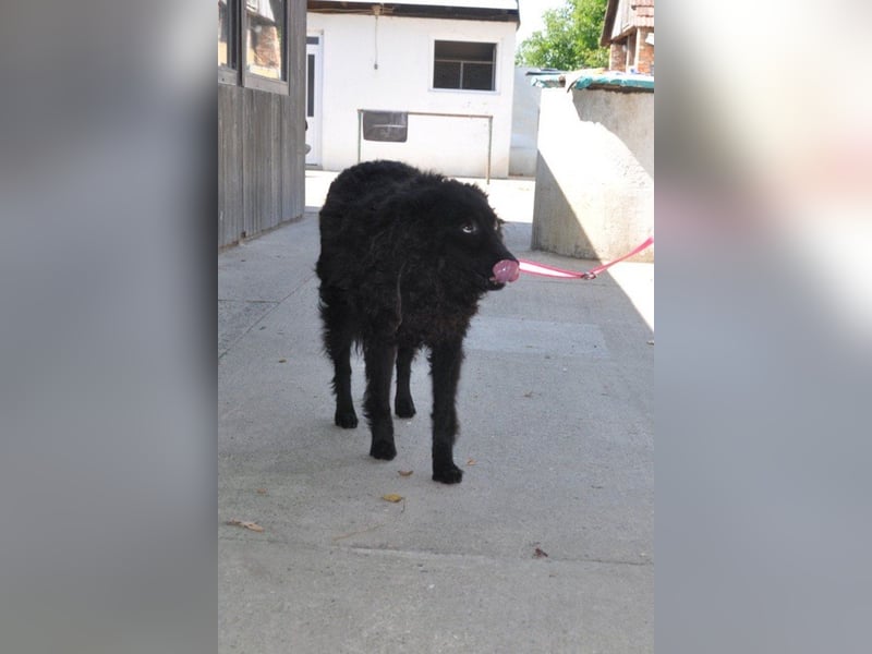 Juliska ❤ sanfte und liebe Hündin