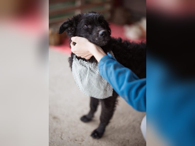 Kroat.Schäferhund LUCKY❤️bezaubernder Kuschelbär mit Köpfchen