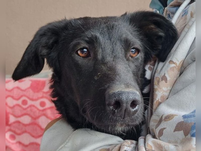 MILA❤️Labbi-Kroat.Schäferhündin-Mix: neugierig, klug & liebevoll MILA❤️Labbi-Kroat.Schäferhündin-Mix: neugierig, klug & liebevoll