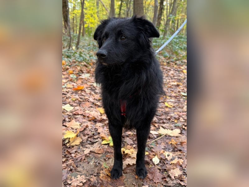 LENZI❤️sanfter Herzenshund wartet schon in 22559 Hamburg auf seine Für-Immer-Familie!