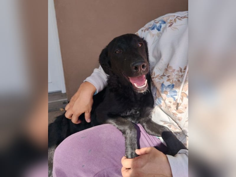 MILA❤️Labbi-Kroat.Schäferhündin-Mix: neugierig, klug & liebevoll