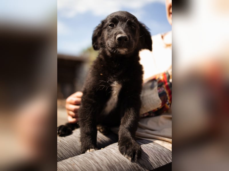 Levi ❤️ neugieriger, so lieber Welpenbub