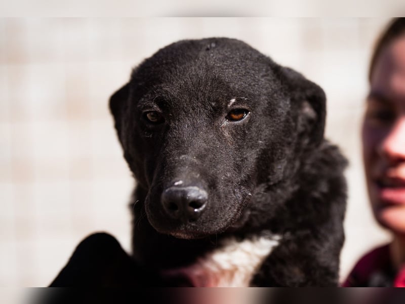 Felix ❤️ froher, süßer, aktiver Mix-Bub!