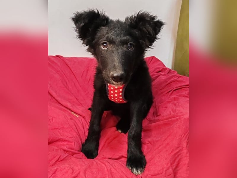 Bailey ❤️ verschmuste, liebe Kroat. Schäfi-Mix Fellnase