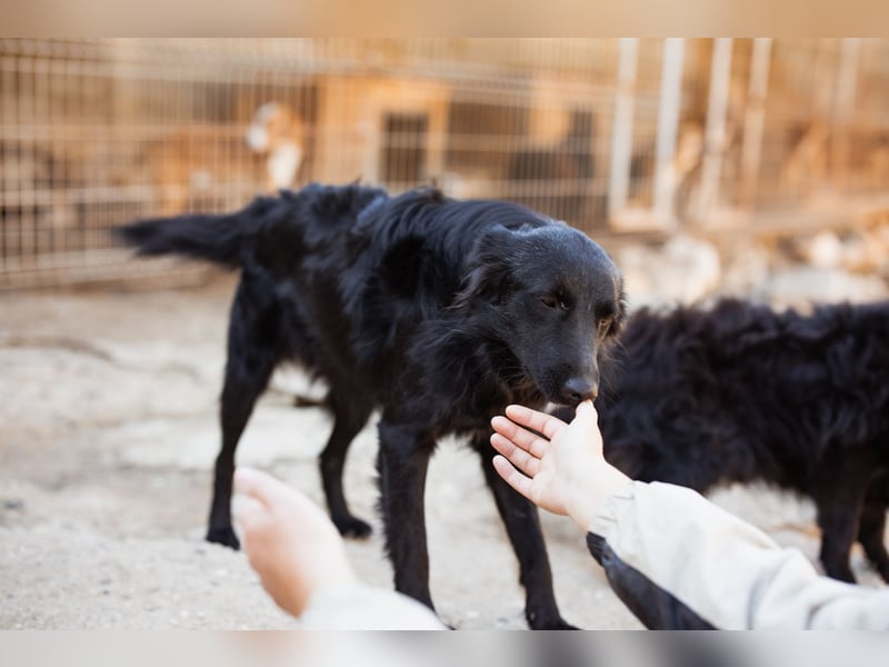 Duke ❤️ aktiver, verschmuster Kroat. Schäferhund-Mix-Rüde!