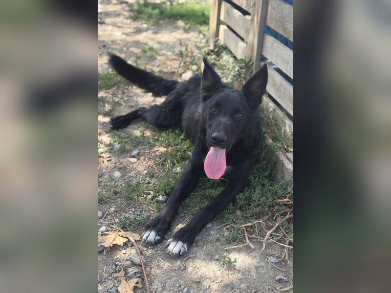 MIMA❤️soziales, kuscheliges und verspieltes Kroat.Schäfi-Mix-Mädchen sucht ihre Familie