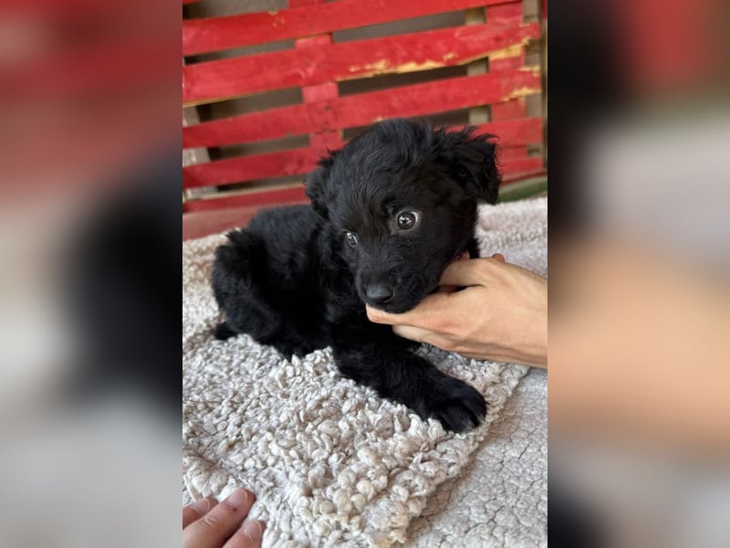 Leon ❤️ so lieber, verschmuster Welpenbub