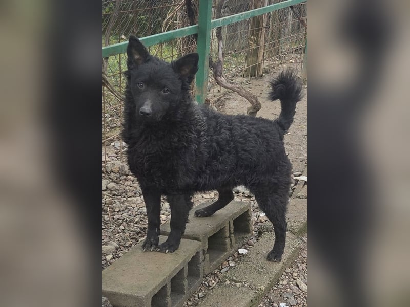 Maxima ❤️ so kuschlige, liebe Junghündin