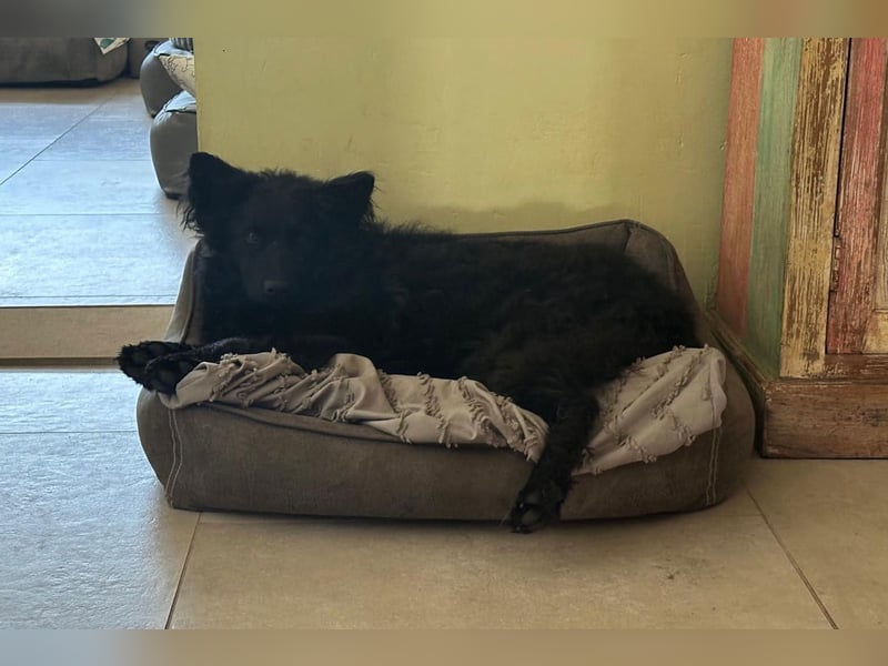 Ayla ❤️ wartet in 31621 Pennigsehl auf dich