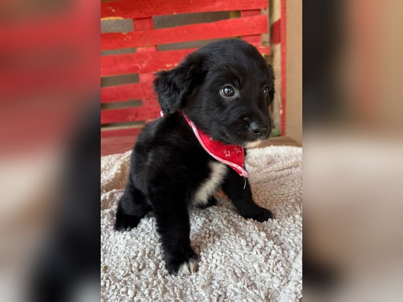 Levi ❤️ neugieriger, so lieber Welpenbub