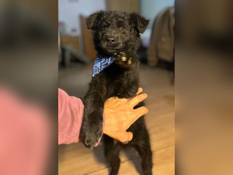 Bore ❤️ aktiver, junger Schäfi-Mix-Bub