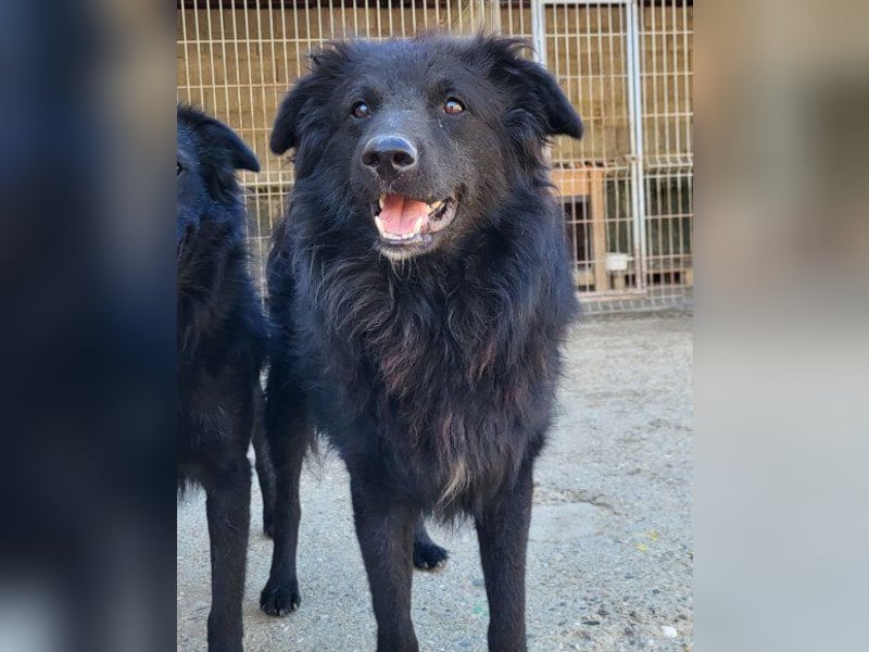 GORDI❤️liebes, verschmustes kroat. Schäferhund-Mix-Mädel