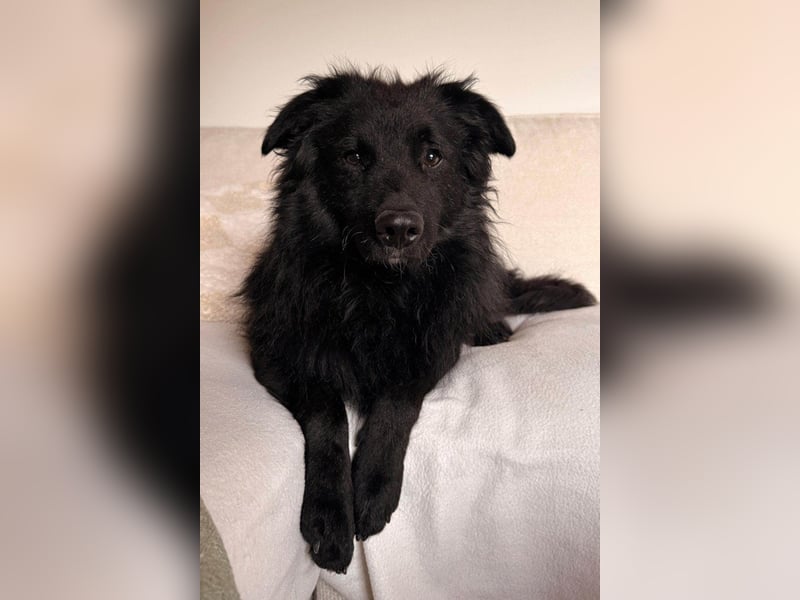 LENZI❤️sanfter Herzenshund wartet schon in 22559 Hamburg auf seine Für-Immer-Familie!