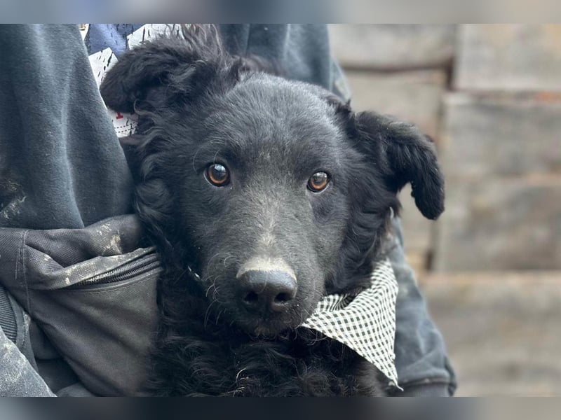 CHI CHI❤️sanfter Kroat. Schäfi-Mix-Bub sucht Liebe und seine Familie!