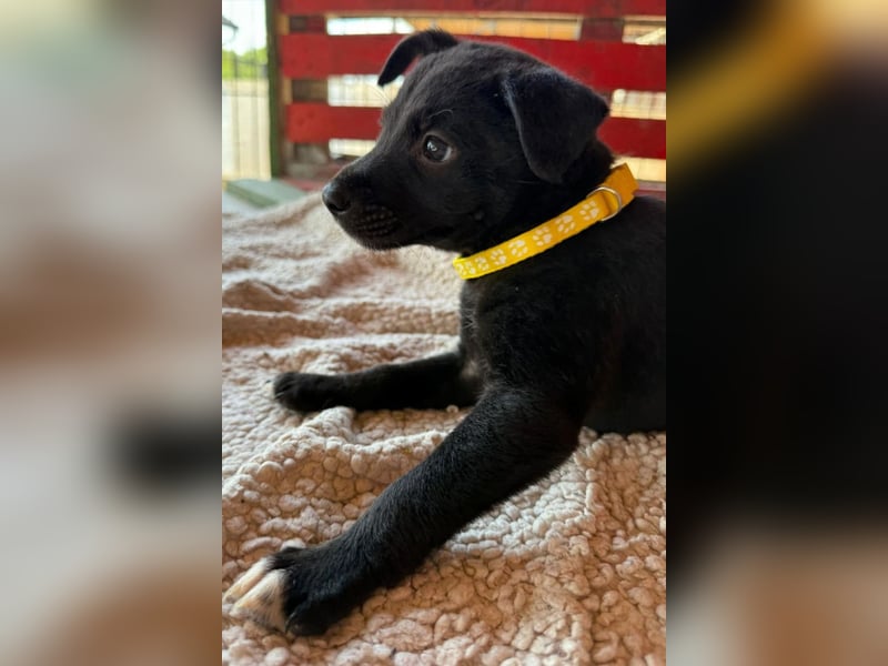 Lino ❤️ neugieriger, schmusiger Welpenbub