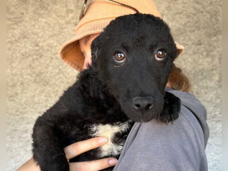 Felix ❤️ froher, süßer, aktiver Mix-Bub!