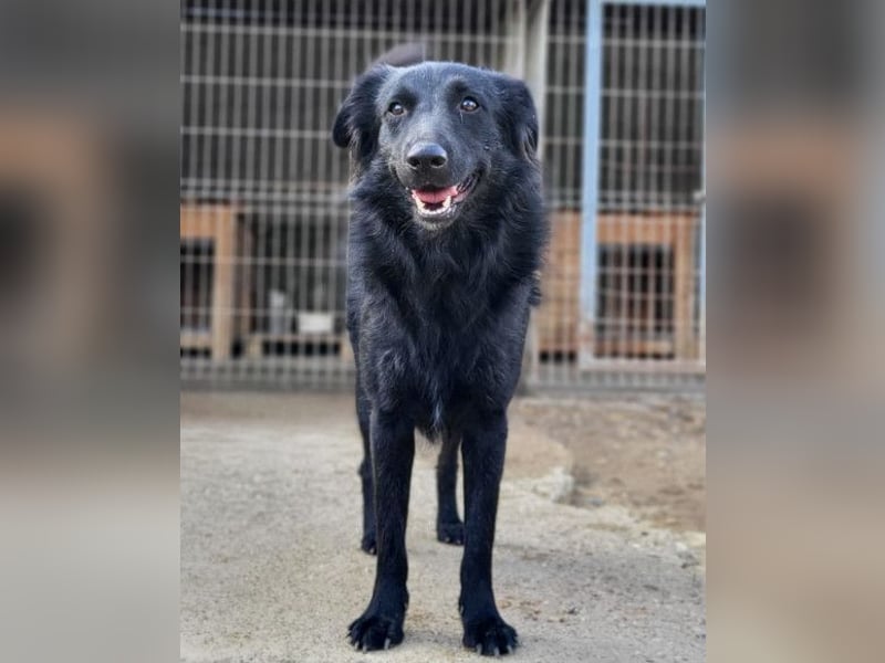 Duke ❤️ aktiver, verschmuster Kroat. Schäferhund-Mix-Rüde!