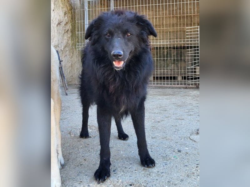 GORDI❤️liebes, verschmustes kroat. Schäferhund-Mix-Mädel