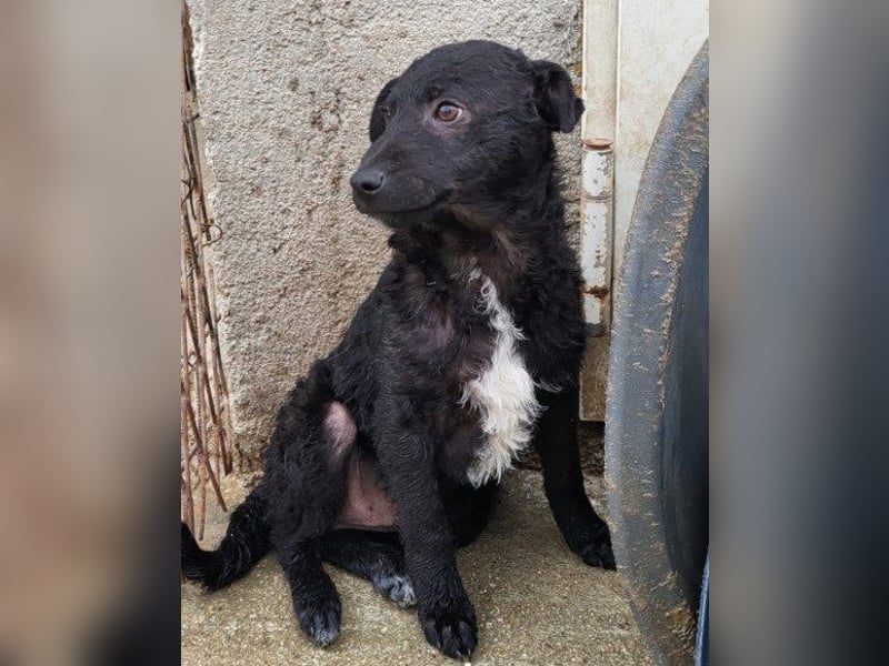 ♥Archie♥ fröhlicher, kuschliger, aktiver Rüden-Bub