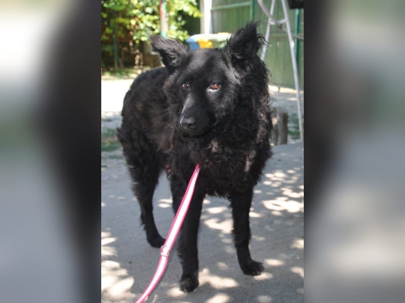 Juliška ❤ sanfte und zärtliche Hündin