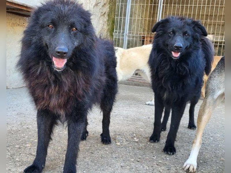 GORDI❤️liebes, verschmustes kroat. Schäferhund-Mix-Mädel