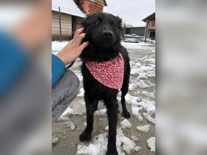 Ayla ❤️ liebe, sensible junge Hundedame