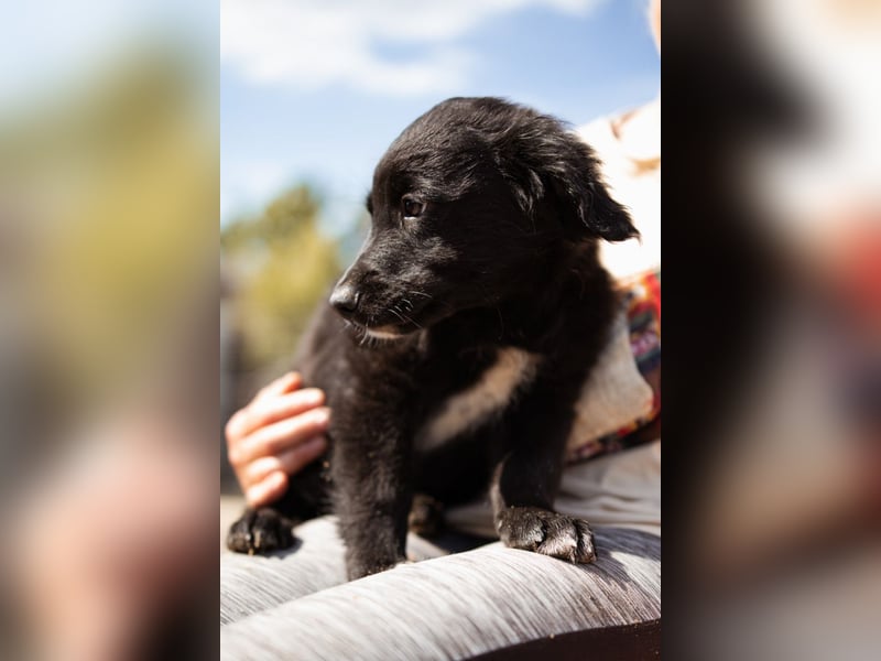 Levi ❤️ neugieriger, so lieber Welpenbub